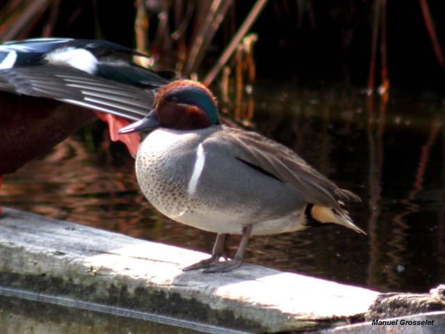 Photo (14): Green-winged Teal