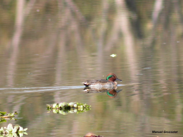 Photo (21): Green-winged Teal