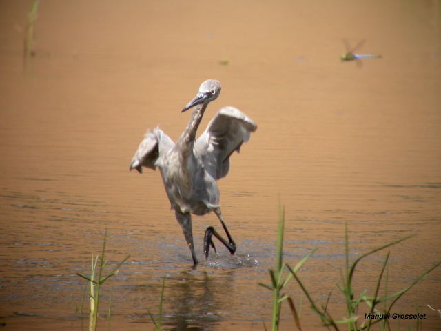 Photo (5): Reddish Egret