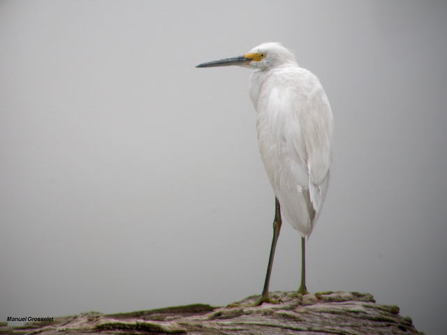Photo (8): Snowy Egret