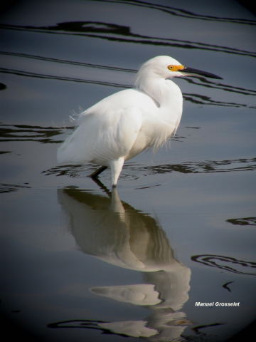 Photo (6): Snowy Egret