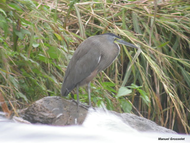 Photo (8): Bare-throated Tiger-Heron
