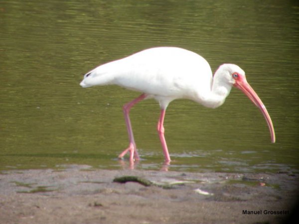 Photo (9): White Ibis