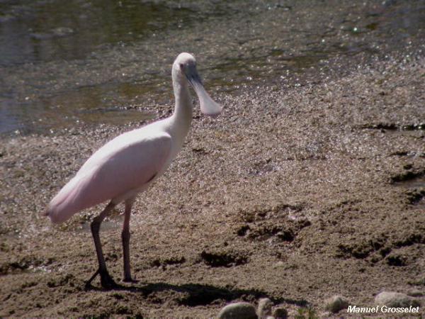 Photo (15): Roseate Spoonbill