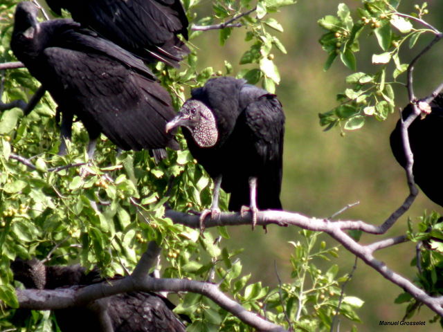 Photo (8): Black Vulture