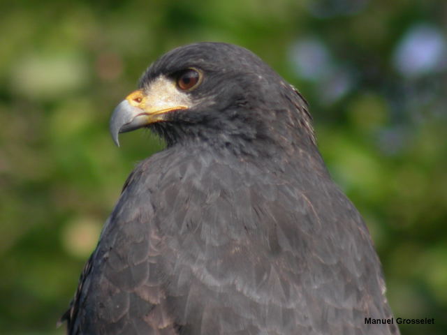 Photo (7): Common Black Hawk