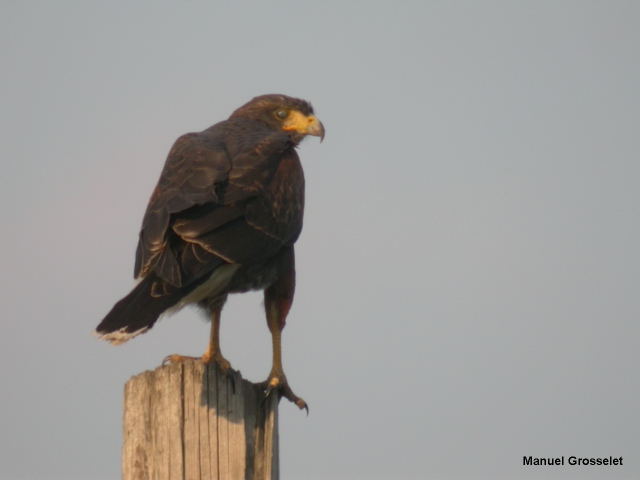 Photo (6): Harris's Hawk