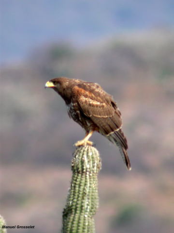 Photo (7): Harris's Hawk