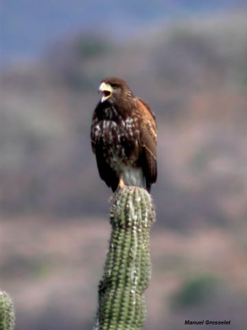 Photo (9): Harris's Hawk