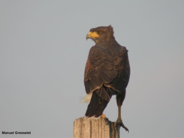 Photo (5): Harris's Hawk