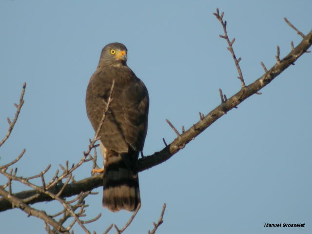 Photo (6): Roadside Hawk