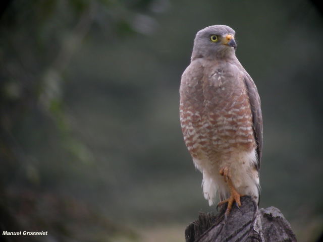 Photo (1): Roadside Hawk