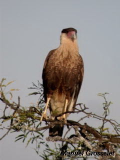 Photo (3): Crested Caracara