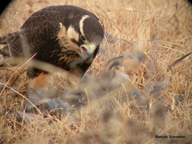 Photo (2): Aplomado Falcon