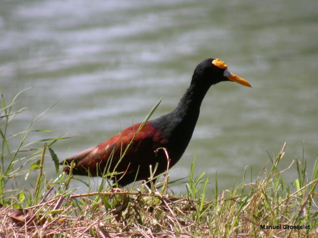 Photo (10): Northern Jacana