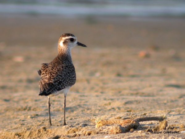 Photo (12): Black-bellied Plover