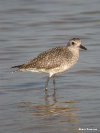 Photo (19): Black-bellied Plover