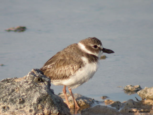 Photo (5): Wilson's Plover