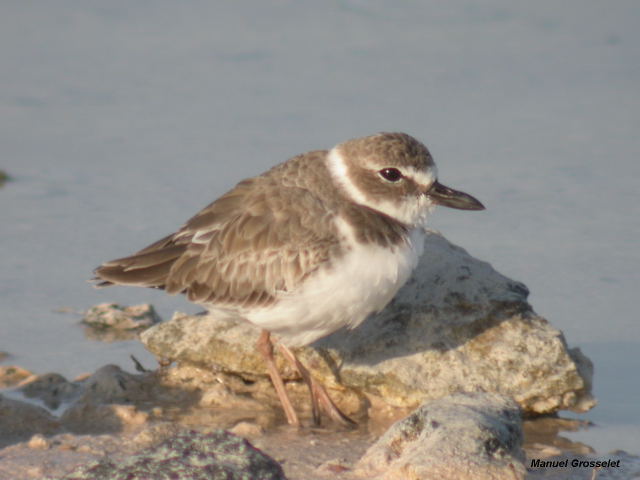 Photo (7): Wilson's Plover