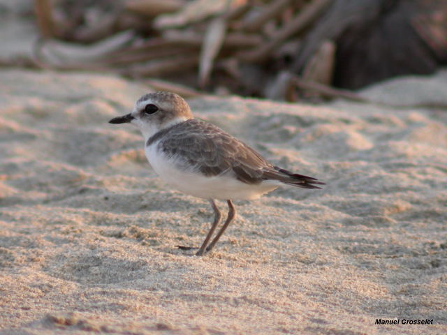 Photo (7): Snowy Plover