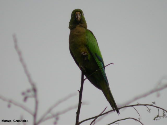 Photo (2): Olive-throated Parakeet