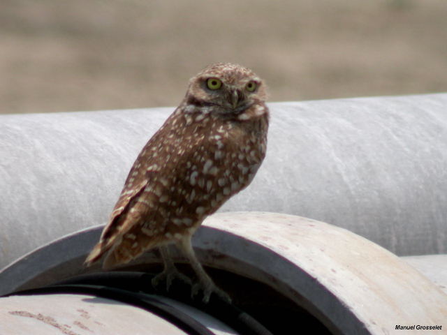 Photo (14): Burrowing Owl