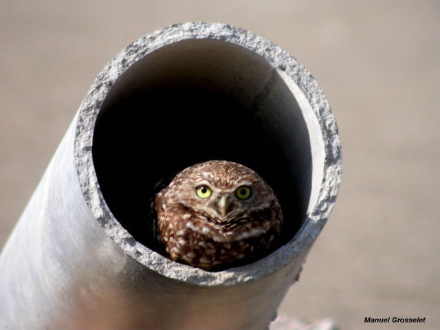Photo (17): Burrowing Owl