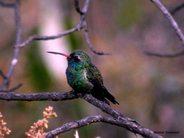 Photo (7): Broad-billed Hummingbird