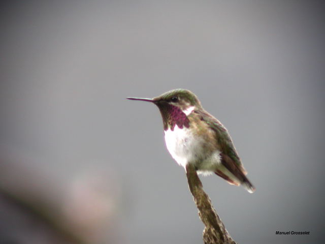 Photo (1): Bumblebee Hummingbird