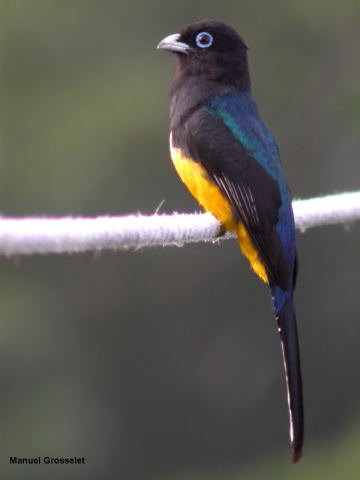 Photo (3): Black-headed Trogon
