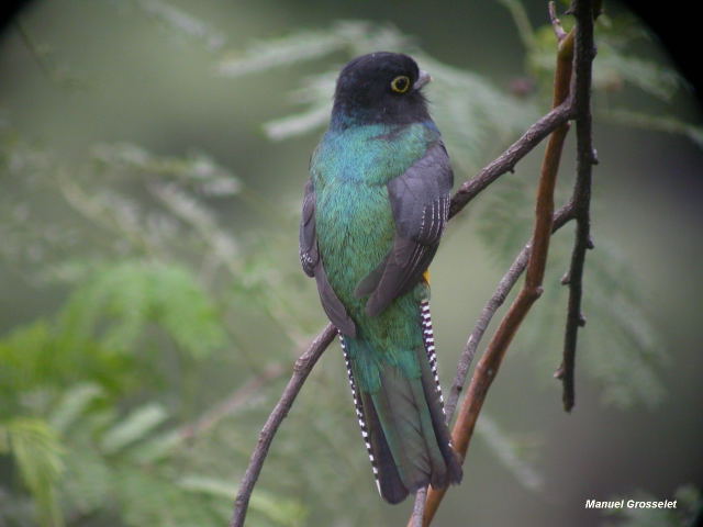 Photo (1): Gartered Trogon