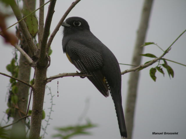 Photo (7): Gartered Trogon