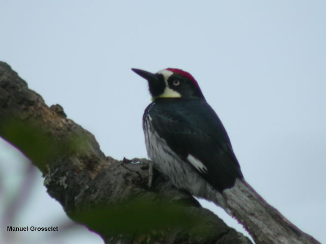 Photo (21): Acorn Woodpecker