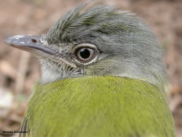 Photo (2): Yellow-olive Flycatcher