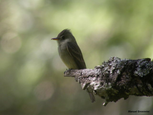 Photo (3): Greater Pewee