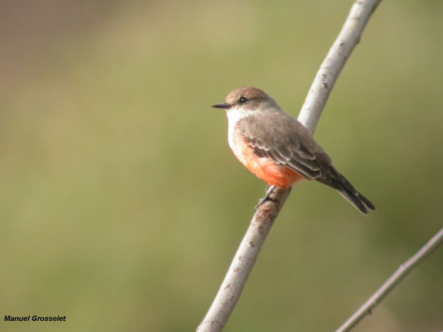 Photo (2): Vermilion Flycatcher