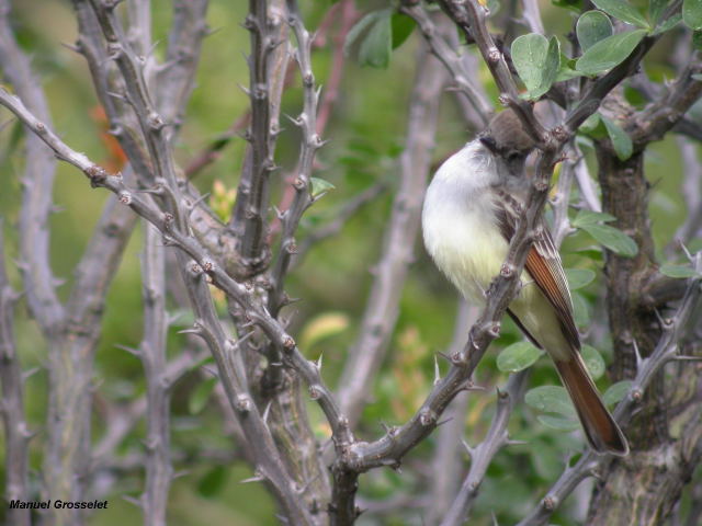 Photo (12): Ash-throated Flycatcher
