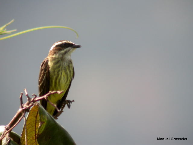 Photo (1): Piratic Flycatcher