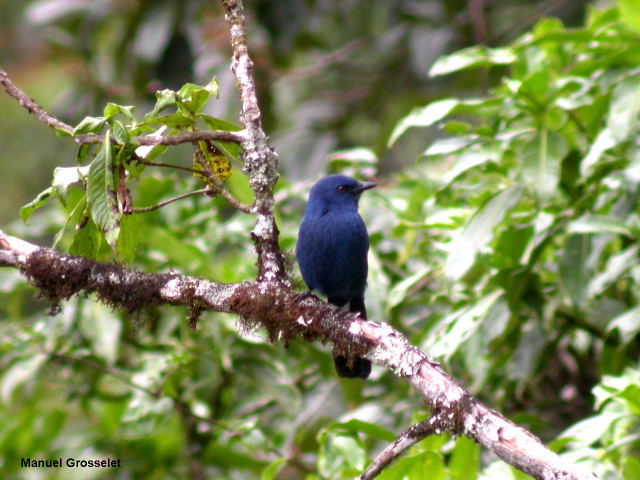 Photo (1): Unicolored Jay