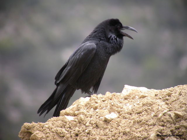 Photo (11): Common Raven