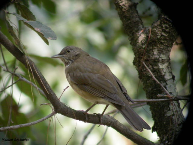 Photo (1): White-throated Thrush
