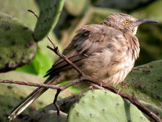 Photo (8): Curve-billed Thrasher