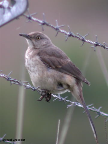 Photo (10): Curve-billed Thrasher