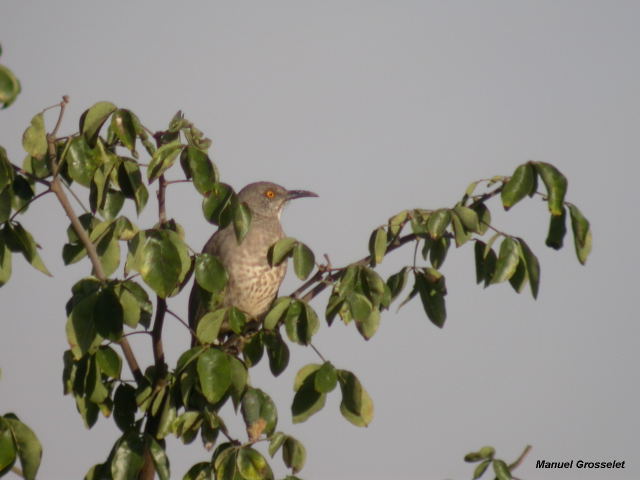 Photo (11): Curve-billed Thrasher