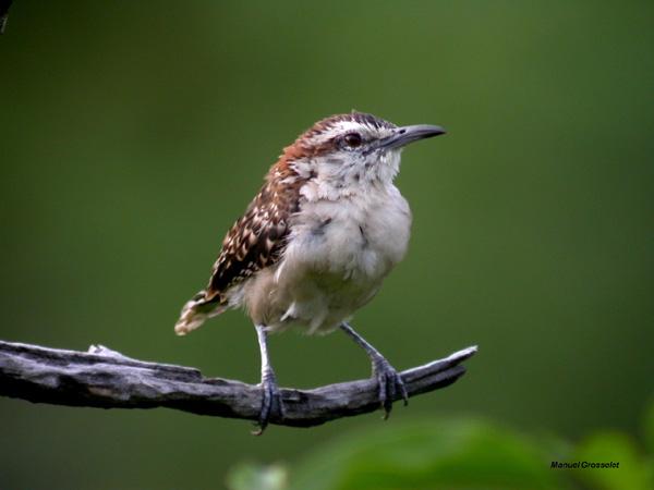 Photo (10): Rufous-naped Wren