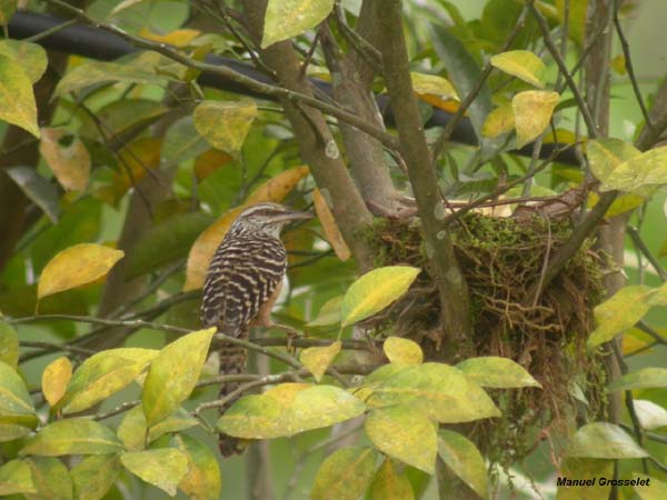 Photo (5): Band-backed Wren