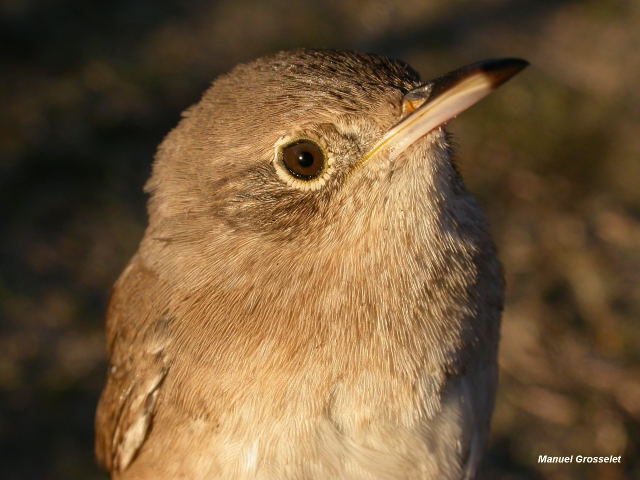 Photo (22): House Wren