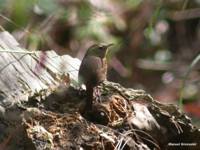 Photo (24): House Wren