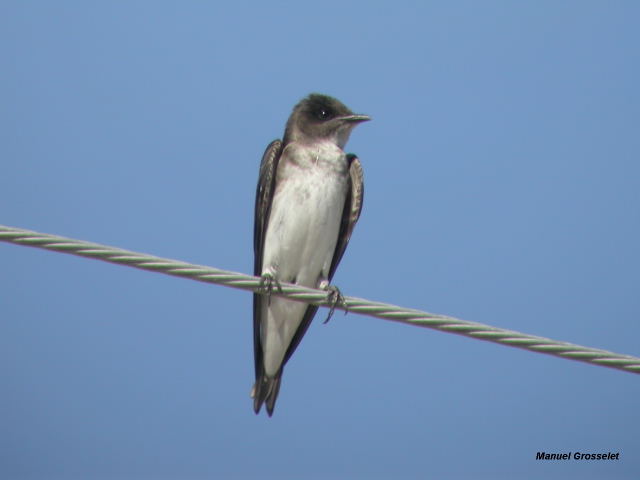 Photo (5): Gray-breasted Martin