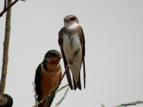 Photo (7): Bank Swallow